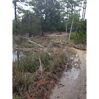 King tide Virginia Beach image